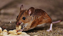 24 Hour & Emergency Exterminators in Ravenna, OH